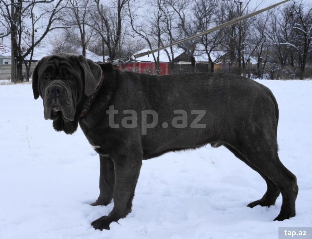 Mastino Neapoletano  (34)