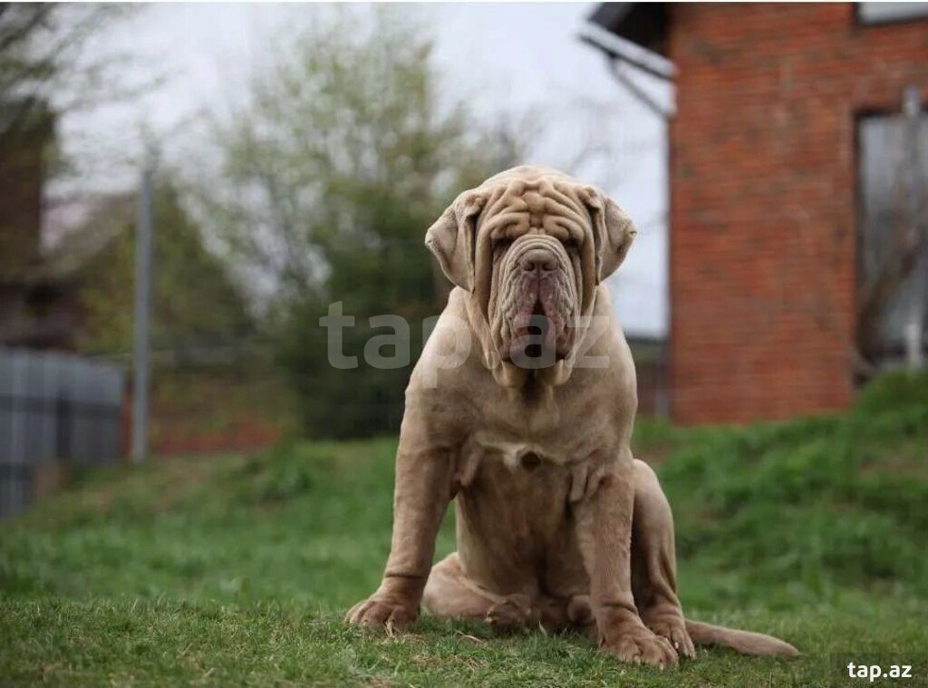 Mastino Neapoletano  (6)