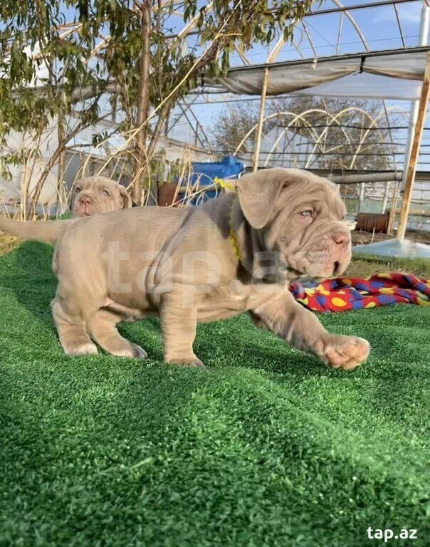 Mastino Neapoletano  (7)
