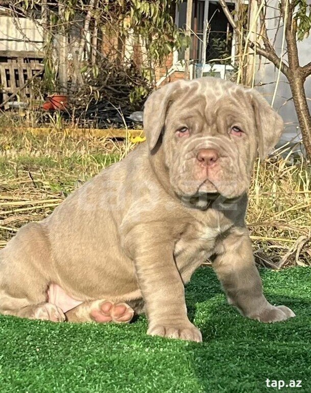 Mastino Neapoletano  (3)