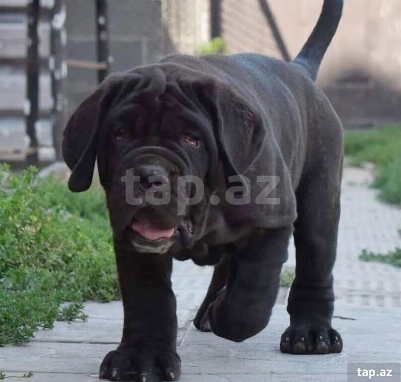 Mastino Neapoletano  (10)