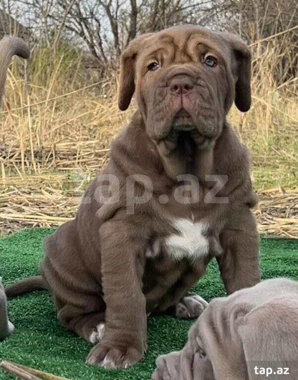 Mastino Neapoletano  (4)
