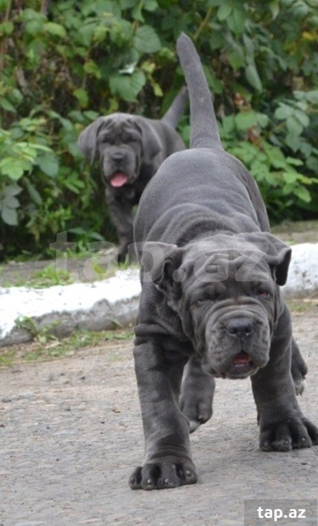 Mastino Neapoletano  (36)