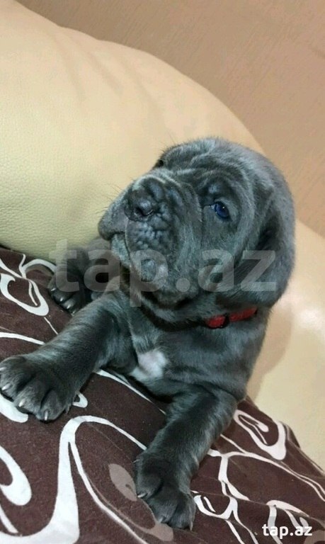 Mastino Neapoletano  (16)