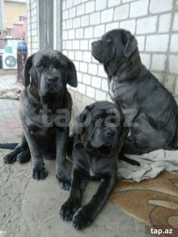 Mastino Neapoletano  (35)