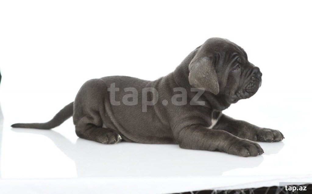 Mastino Neapoletano  (22)
