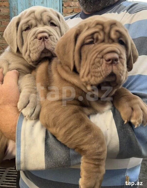 Mastino Neapoletano  (5)
