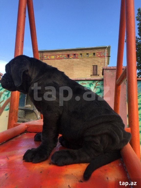 Mastino Neapoletano  (11)