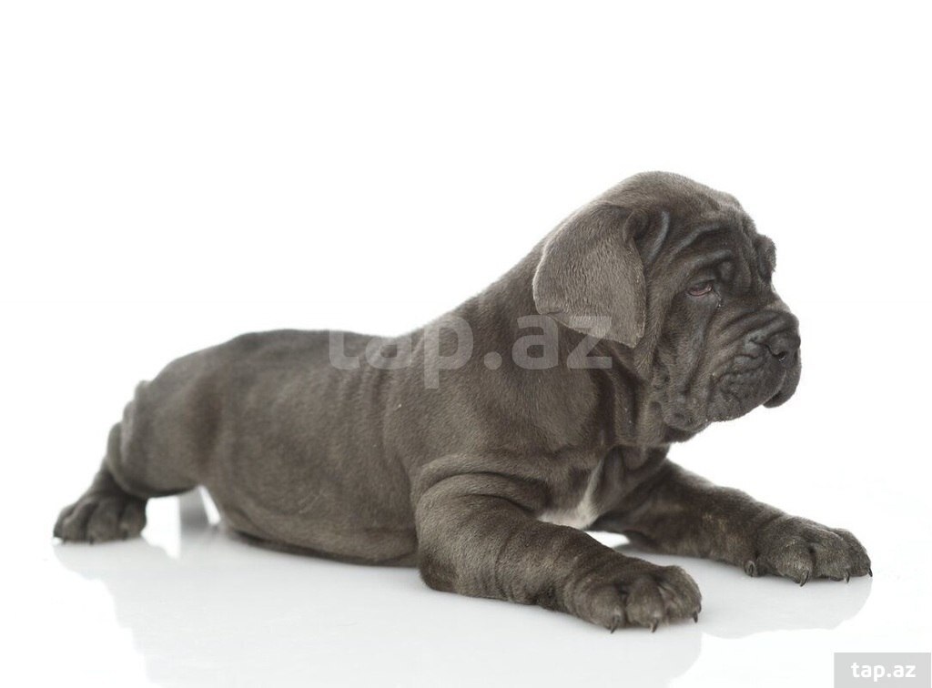 Mastino Neapoletano  (20)