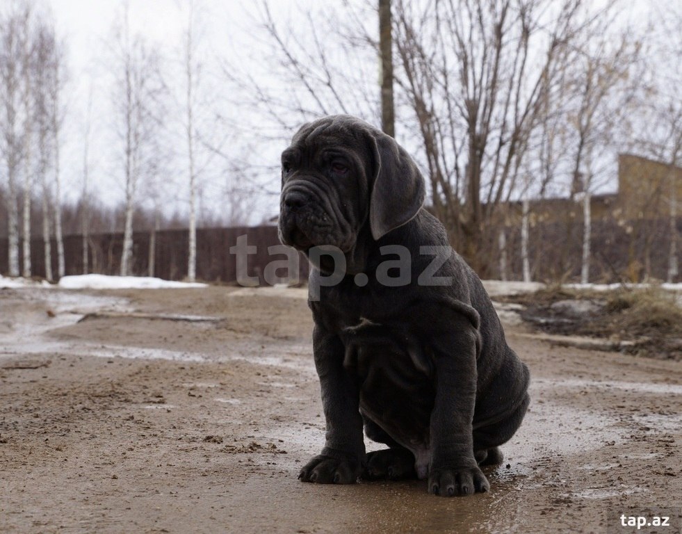 Mastino Neapoletano  (29)