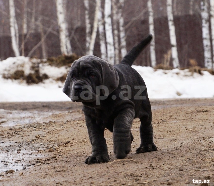 Mastino Neapoletano  (30)