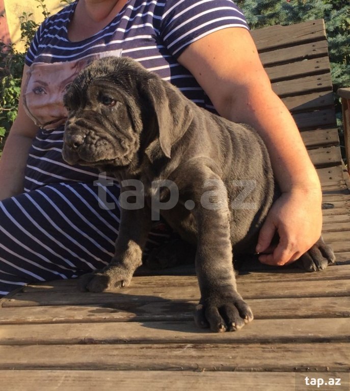 Mastino Neapoletano  (2)
