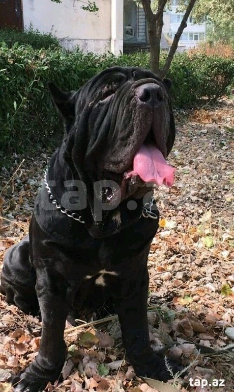 Mastino Neapoletano  (17)