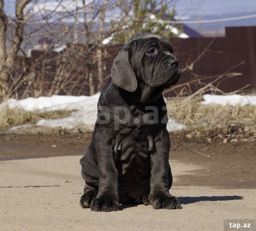 Mastino Neapoletano  (31)