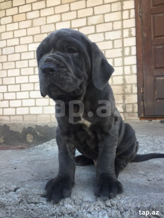 Mastino Neapoletano  (37)