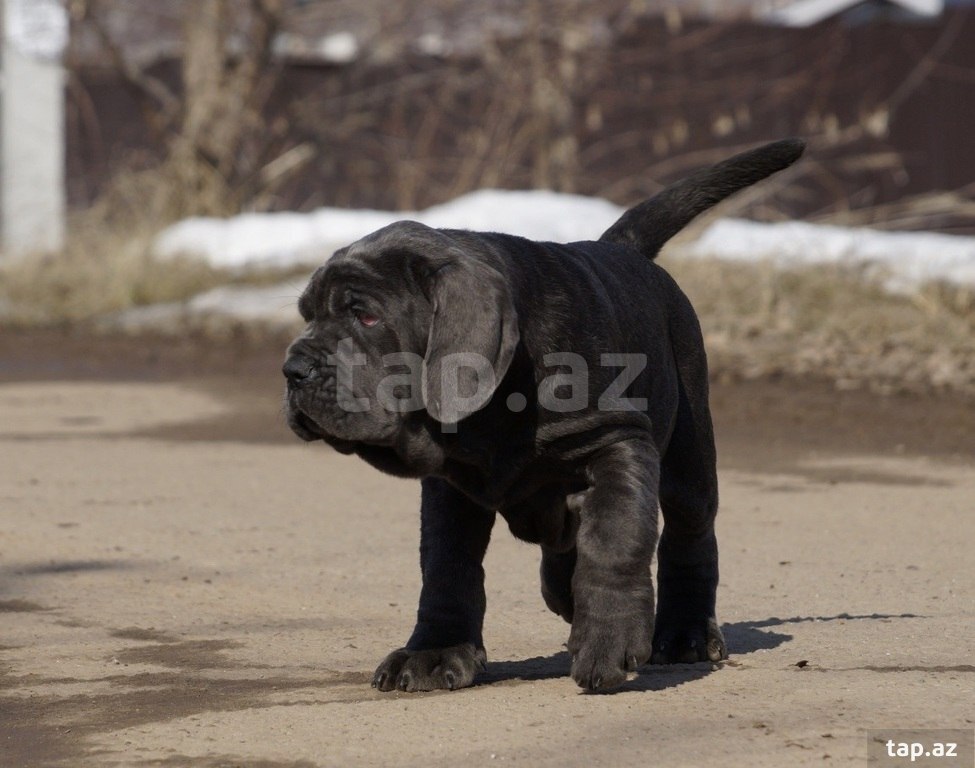 Mastino Neapoletano  (32)