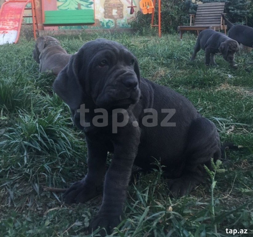Mastino Neapoletano  (14)