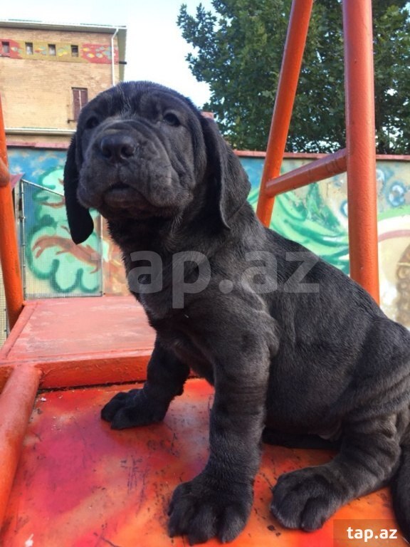 Mastino Neapoletano  (39)