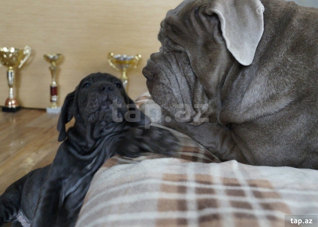 Mastino Neapoletano  (27)