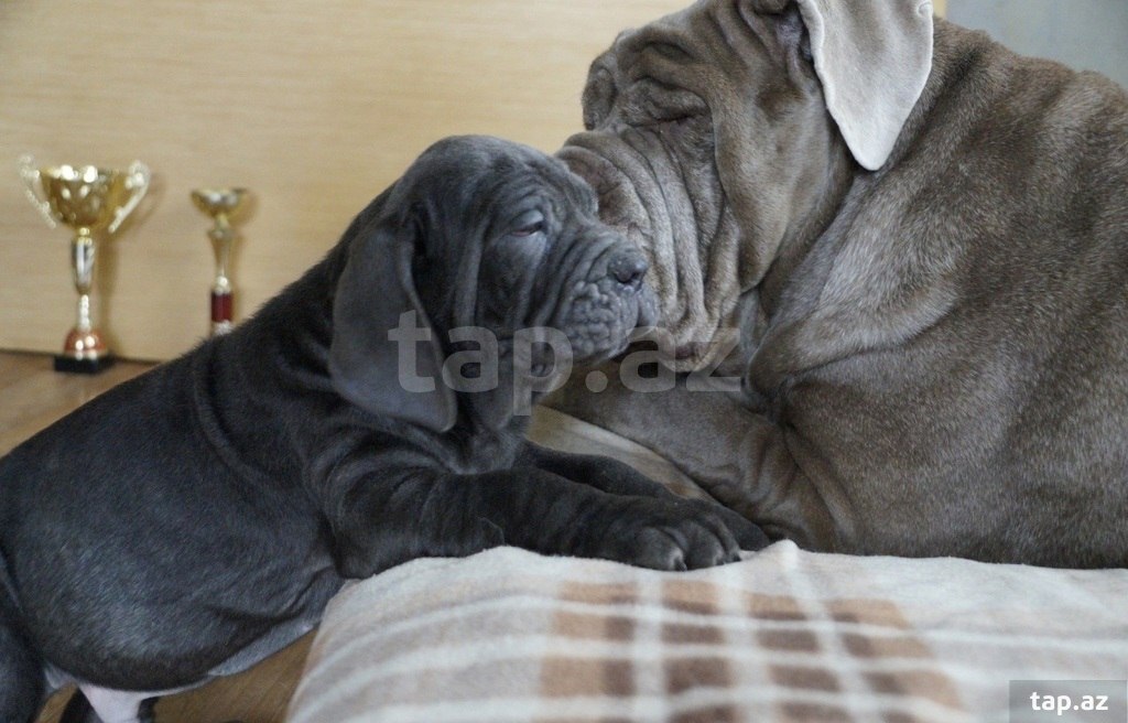 Mastino Neapoletano  (28)