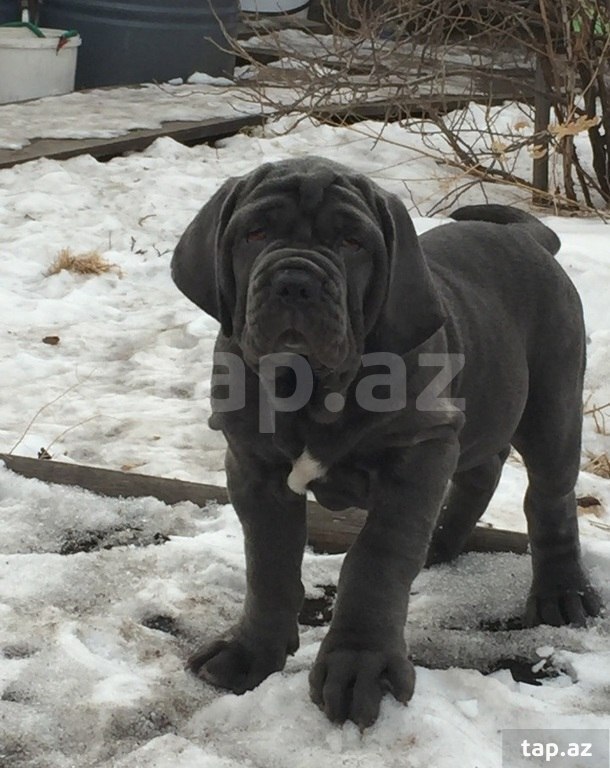 Mastino Neapoletano  (24)