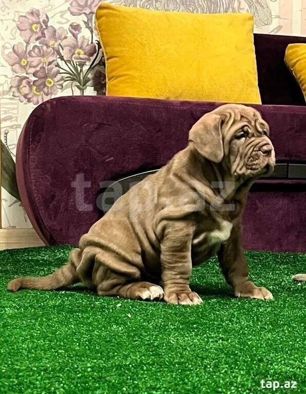 Mastino Neapoletano  (9)