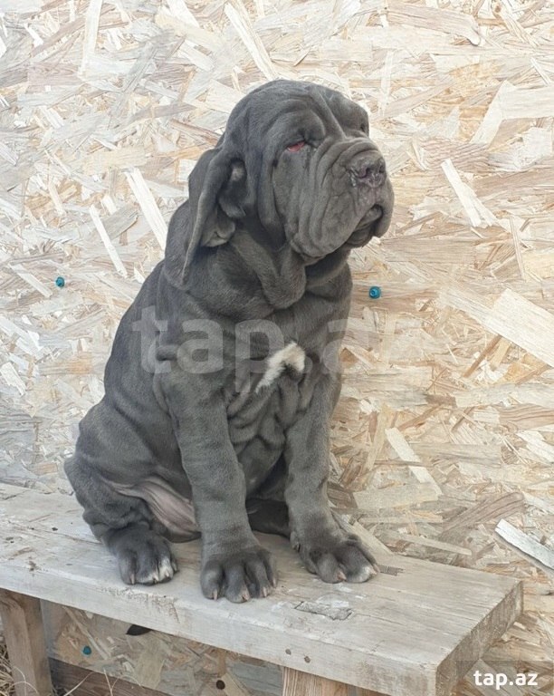 Mastino Neapoletano  (26)