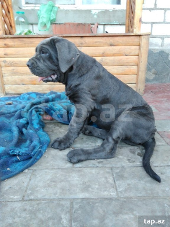 Mastino Neapoletano  (13)