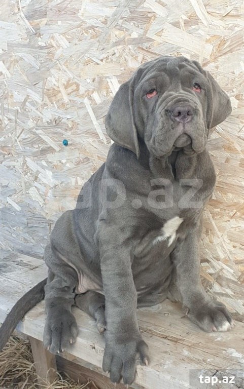 Mastino Neapoletano  (25)