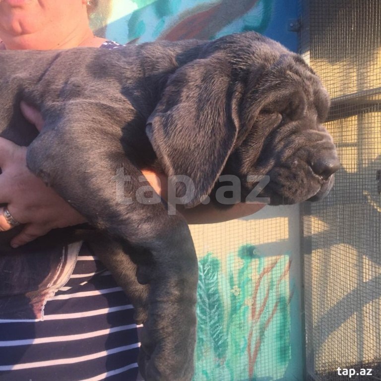 Mastino Neapoletano  (12)
