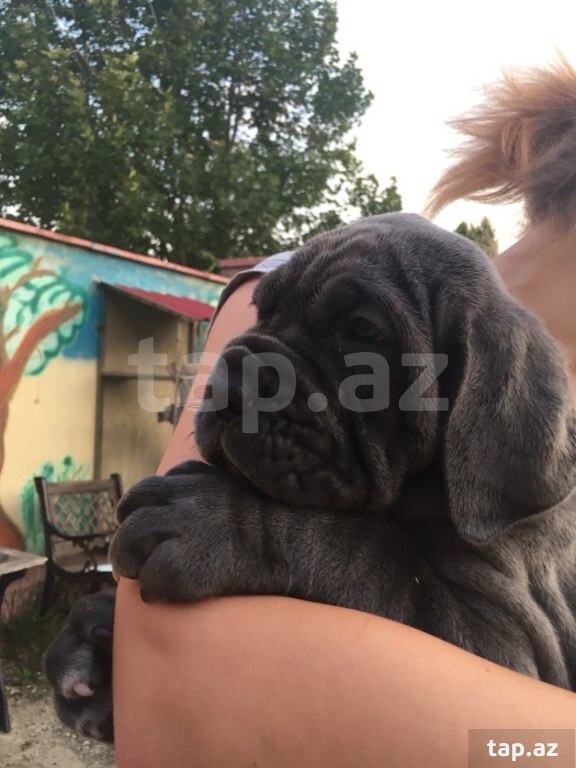 Mastino Neapoletano  (38)