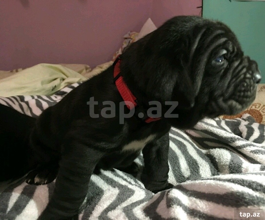 Mastino Neapoletano 