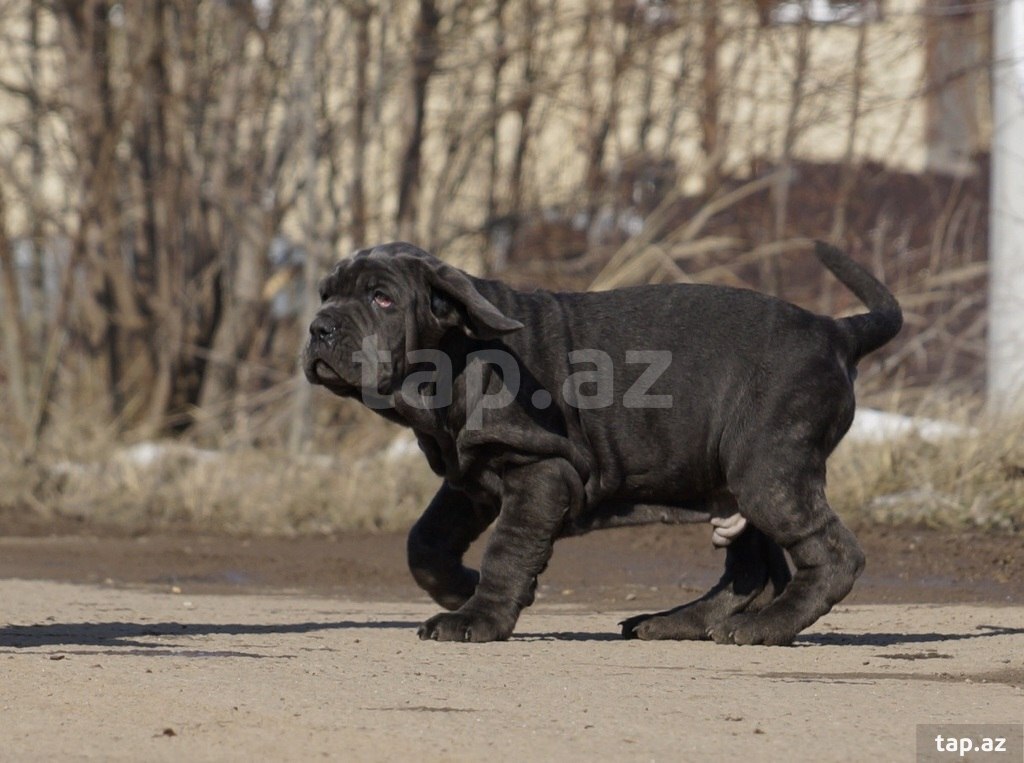 Mastino Neapoletano  (33)