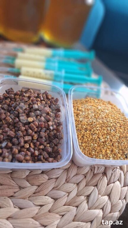 Güləm perqa (2)