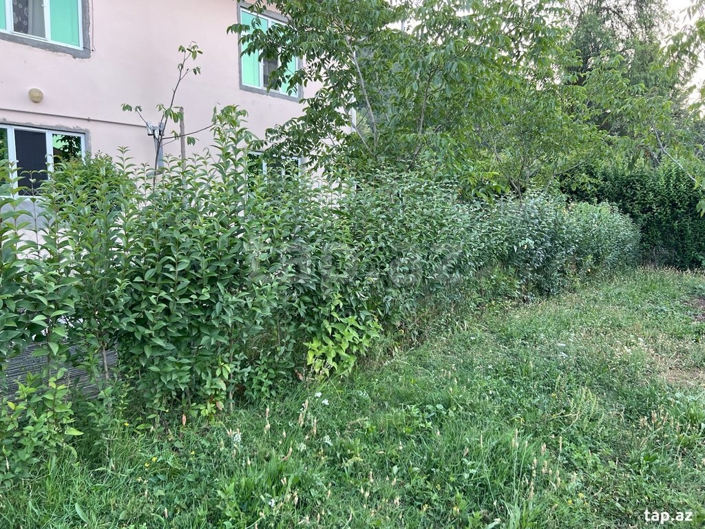 Ağaclar (6)