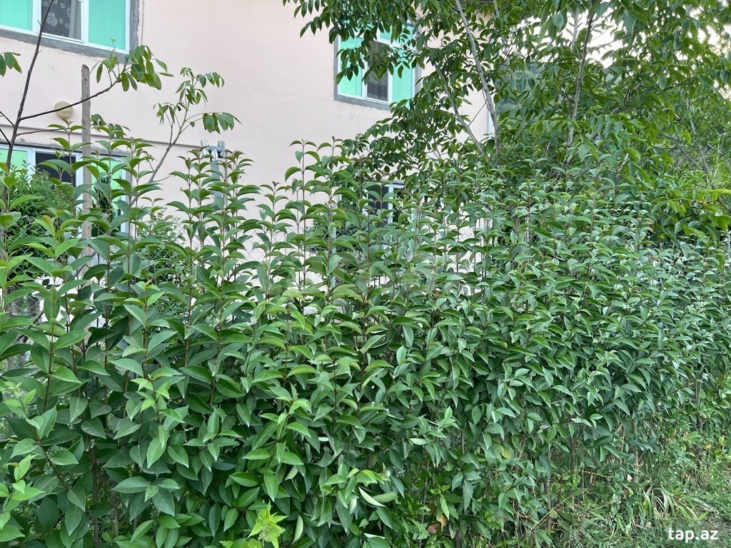 Ağaclar (4)
