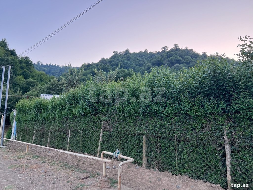 Ağaclar