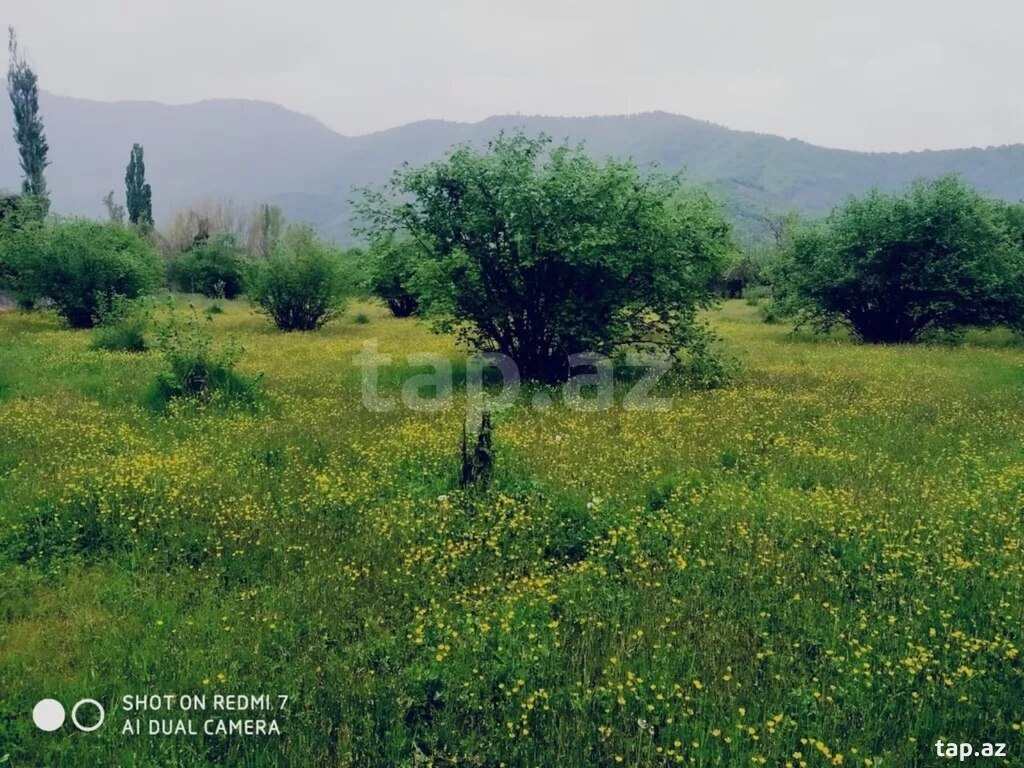 1000 sot torpaq sahəsi, Balakən r. (2)
