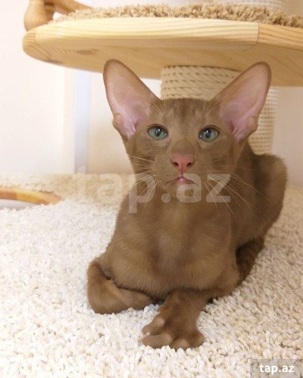 Ориентальные котята