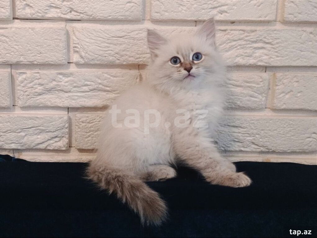 Сибирская кошка