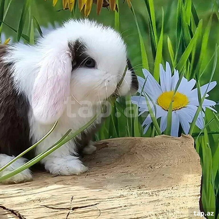 Mini Lop dovşanı (9)
