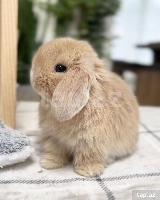 Mini Lop dovşanı (3)