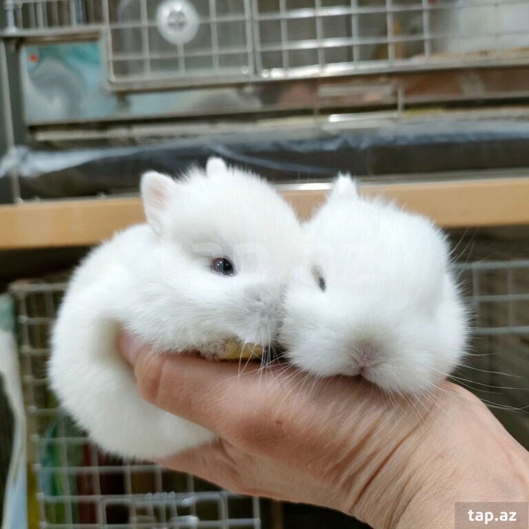 Mini Lop dovşanı (6)