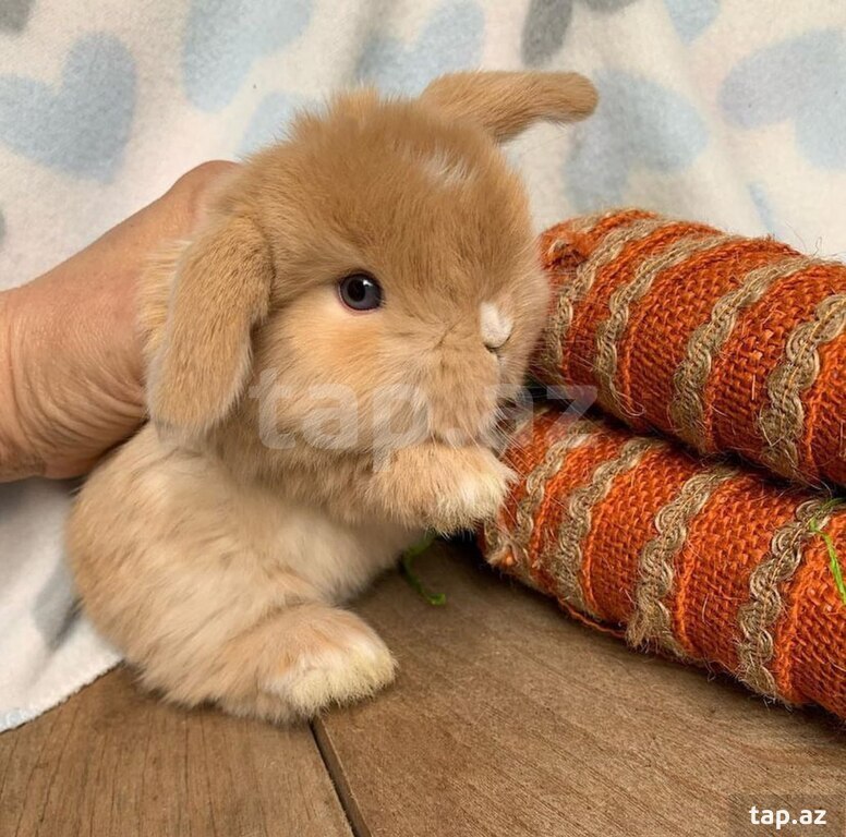 Mini Lop dovşanı (2)