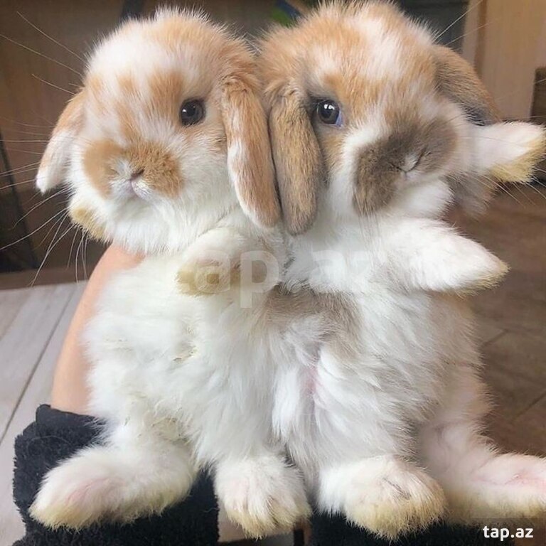 Mini Lop dovşanı (22)