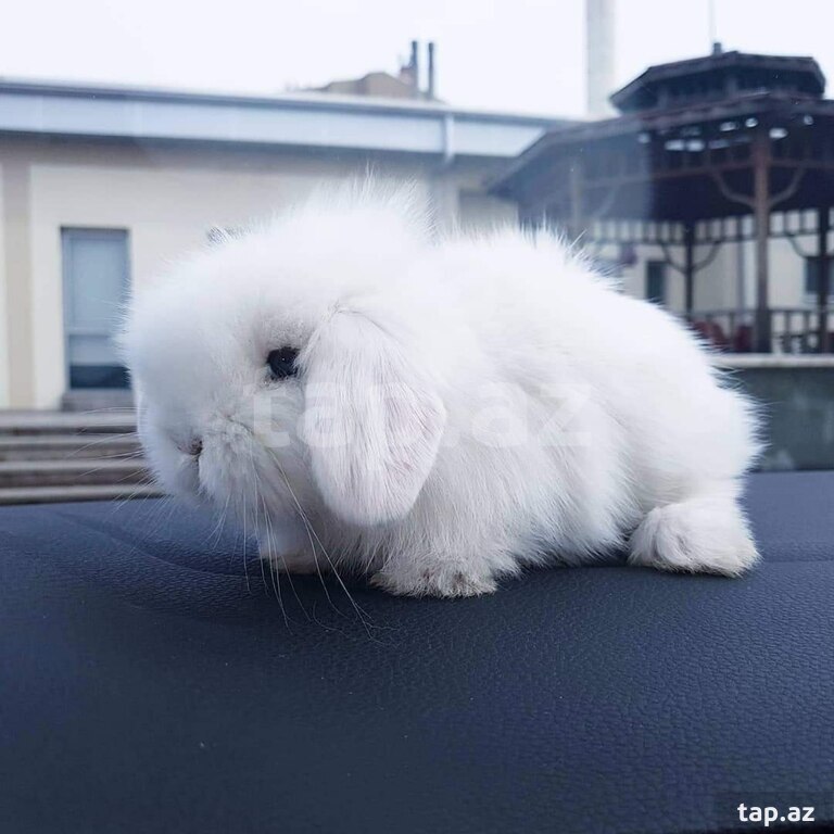 Mini Lop dovşanı (7)