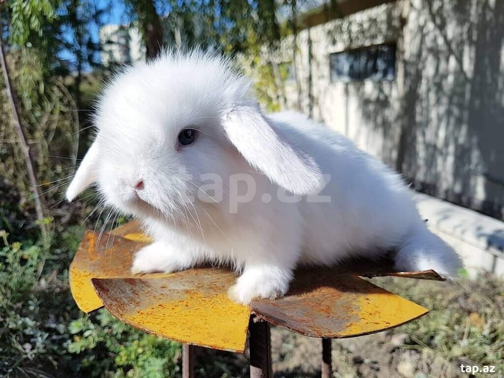 Mini Lop dovşanı (5)