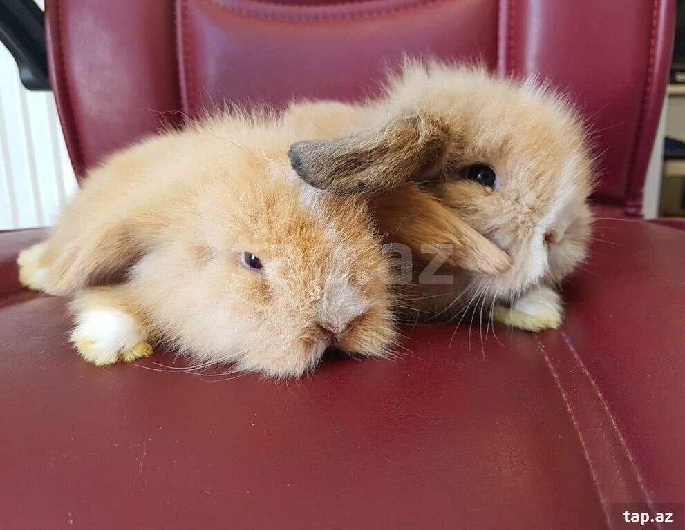 Mini Lop dovşanı (23)