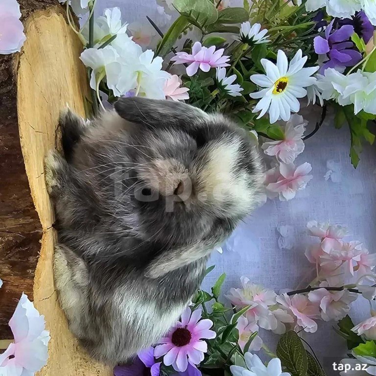 Mini Lop dovşanı (17)