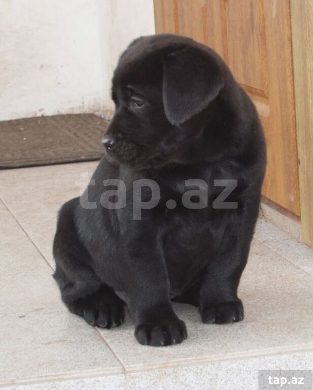 Labrador balaları (4)